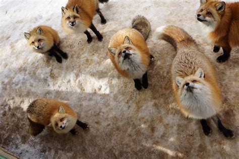 Fox Village In Japan Is Probably The Cutest Place On Earth | Bored Panda