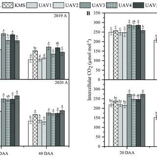 Effect Of HBL And Different SV On Stomatal Conductance And