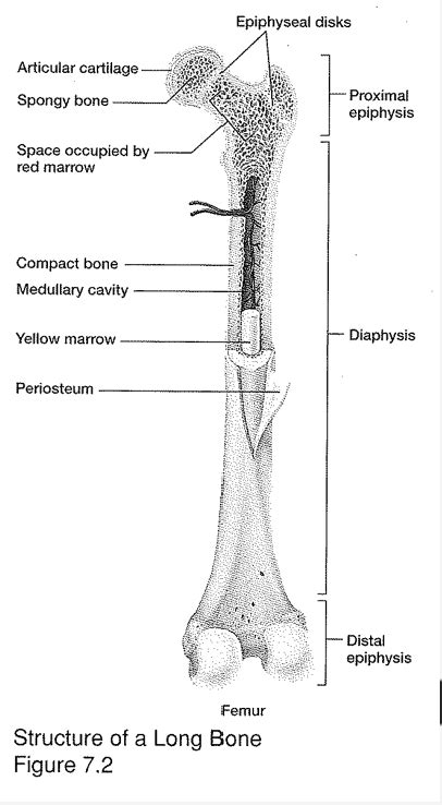 Parts Of A Long Bone Diagram Quizlet