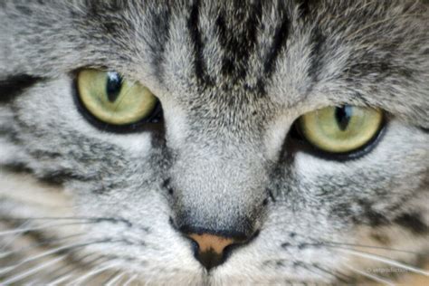 Bindehaut Entz Ndung Konjunktivitis Bei Der Katze