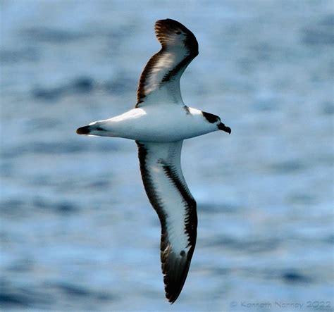 Black Capped Petrel Black Capped Petrel Pterodroma Has Flickr