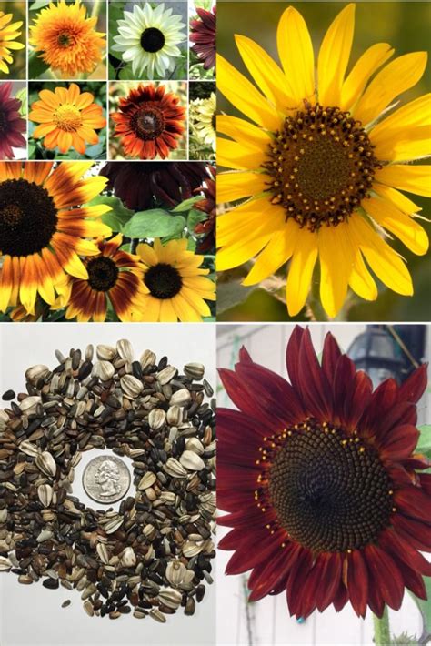 Seed Needs Bulk Package Of Seeds Sunflower Crazy Mixture