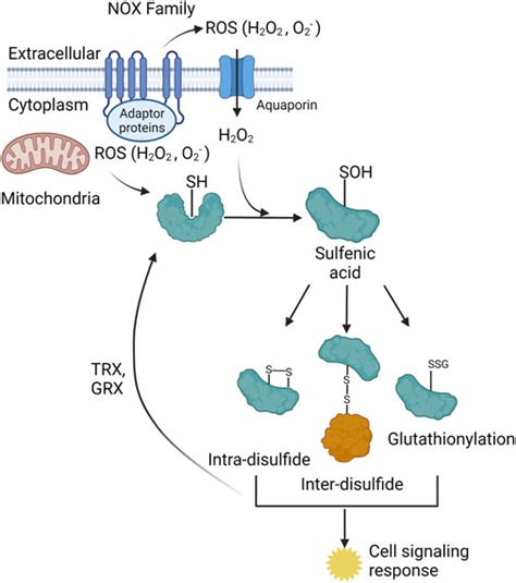 Frontiers Mitochondrial Trafficking And Redox Phosphorylation