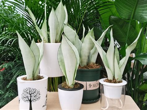 6 Beautiful White Snake Plant Varieties Worth Growing