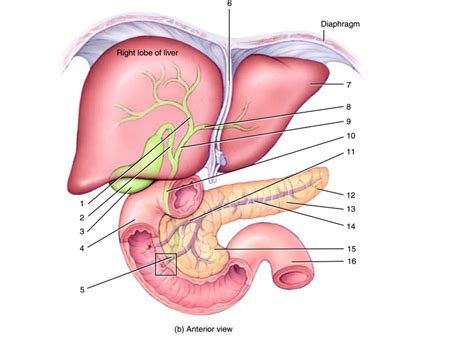 Pancreas Liver And Gallbladder Continued Diagram Quizlet