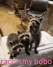 Funny Raccoon GIFs | Tenor