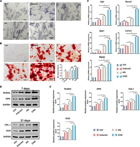 In Vitro Osteogenesis Of Bmscs Cultured On The Composite Hydrogels A