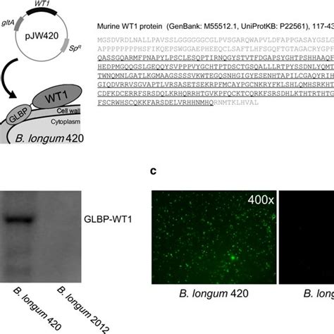 Wt1 Protein Expression On B Longum 420 A Schematic Drawing Of