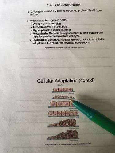 N7450 Pathophysiology CH 2 Altered Cellular And Tissue Biology