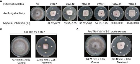 Frontiers A Newly Isolated Streptomyces Sp Yys 7 With A Broad Spectrum Antifungal Activity