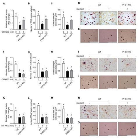 Nutrients Free Full Text Elevation Of Intracellular Alpha