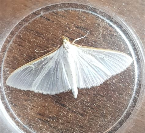 Natureuk On Twitter Rt Sebinnature Vestal And Palpita Vitrealis In