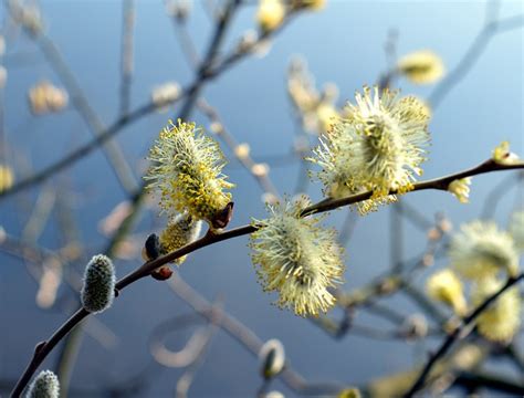 Willow Catkin Blossom Bloom Free Photo On Pixabay Pixabay