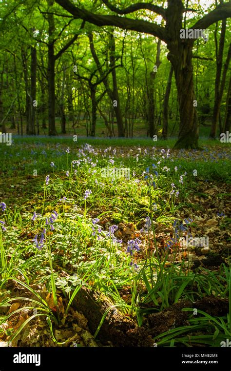 Bluebells In An East Sussex Woodland England Stock Photo Alamy