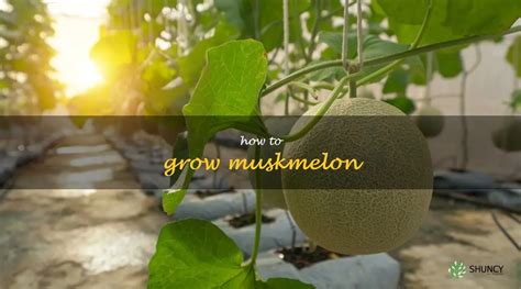 The Ultimate Guide To Growing Mouthwatering Muskmelons Shuncy