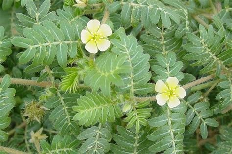 Tribulus Terrestris Puncture Vine Go Botany