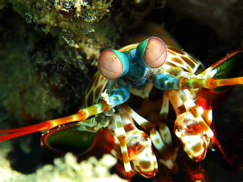 Mantis Shrimp Stomatopoda By Randi Ang