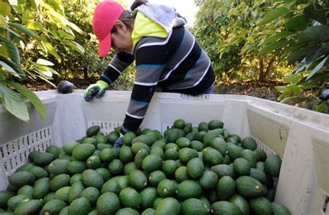 Evaden Productores De Aguacate Dar Seguridad Social A Mil Jornaleros