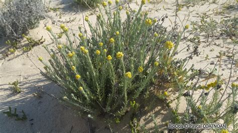 Immortelle Des Dunes Helichrysum Stoechas Bioobs