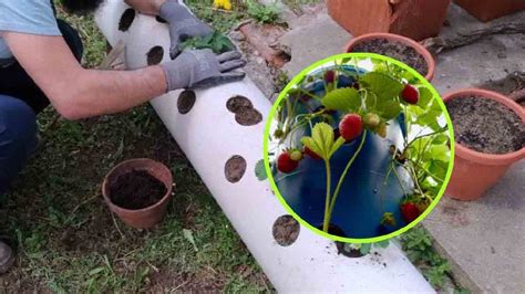 Potager D Couvrez La M Thode Pratique Pour Faire Pousser Des Fraises