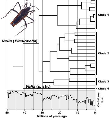 Molecular Phylogeny And Biogeography Of The WestPalaearctic Velia