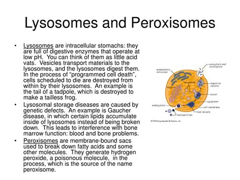 Ppt Cells Powerpoint Presentation Free Download Id342095