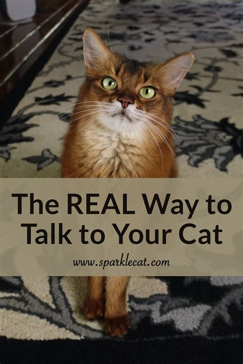 The Real Way To Talk To Your Cat And It Is Surprisingly Simple