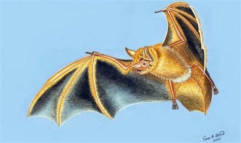 Orange Bat Discovered In Guinea Africa Geographic