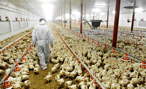 Poultry Industry Plays Key Role In U S Economy The National Provisioner