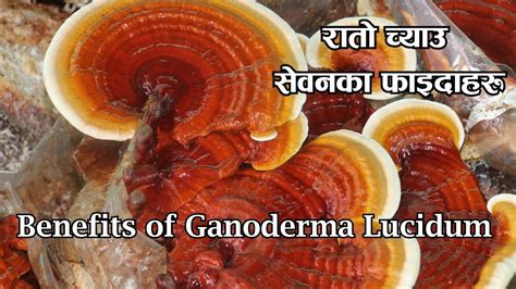 Ganoderma Lucidum Benefits Rieshi Mushroom