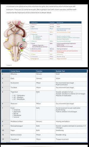 Neuro Flashcards Quizlet