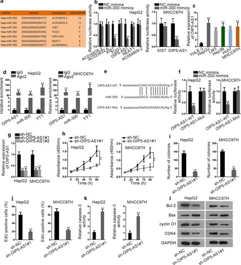 Lncrna Oip5 As1 Sponges Mir 300 And Promotes Cell Growth In Hcc A The