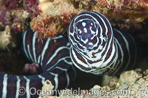 Zebra Eel