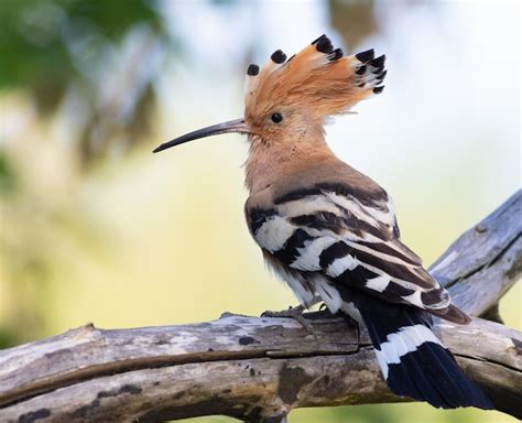 Premium Photo Eurasian Hoopoe Upupa Epops A Bird Spreads Its Crest