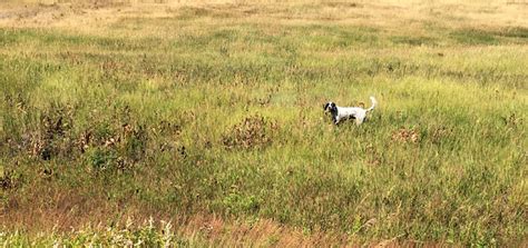 MORE DUSKY (BLUE) GROUSE HUNTING