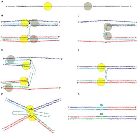 Model For The Transposition Of The R Group Of Non Ltr Retrotransposons