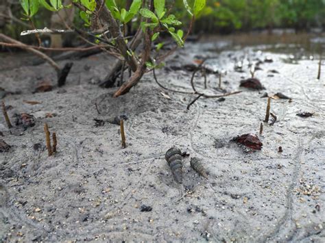 Mangrove & Wildlife