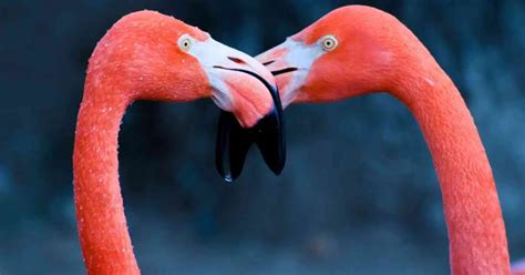 Flamingo Behavior - AnimalBehaviorCorner