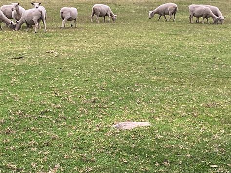 About Southdown Sheep