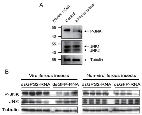 The C Jun N Terminal Kinase Pathway Of A Vector Insect Is Activated By