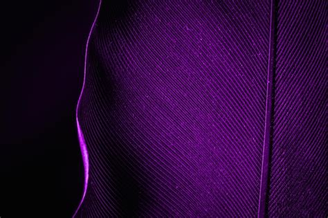 Premium Photo Macro Photograph Of The Blue And Purple Feathers Of A