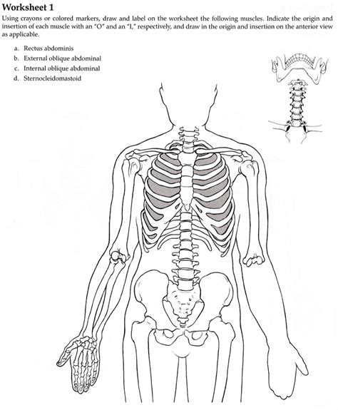 Solved Worksheet Using Crayons Or Colored Markers Draw And Label