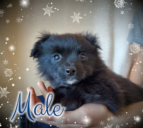 Only 1 left! Super cute Pomchi puppies | Dogs & Puppies for Rehoming | Winnipeg | Kijiji