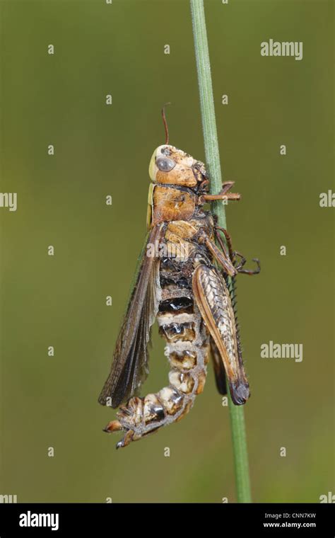 Grasshopper Orthoptera Sp Adult Killed By Pathogenic Fungus Entomophthora Sp Infection Fungus