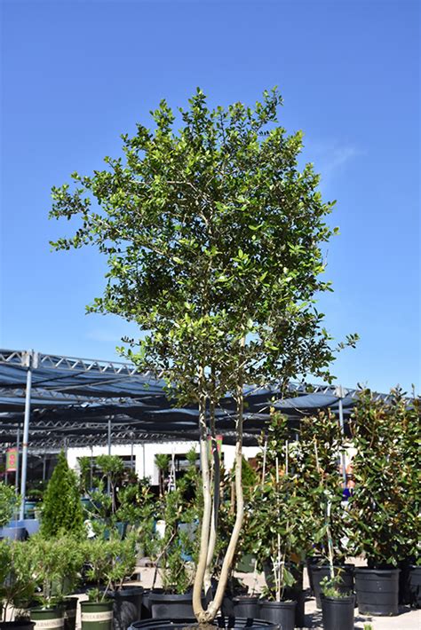 Shadows Female Yaupon Holly Ilex Vomitoria Shadows Female In