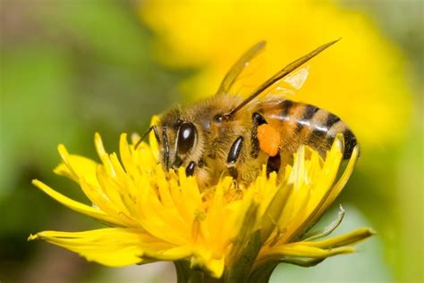 Protecting The Pollinators GreenArt