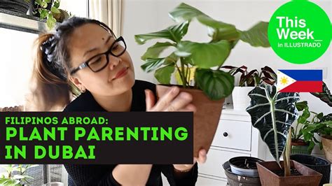 Filipino In San Francisco Pinoy Plant Parenting Pinoys In Dubai