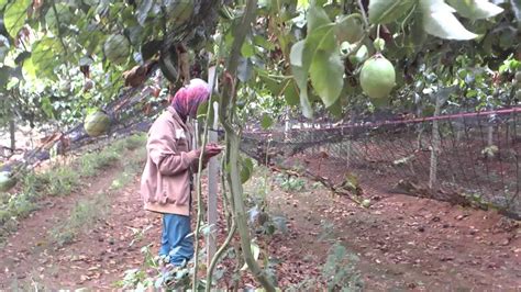 Tki Kaburan Taiwan Kerja Di Kebun Markisa YouTube