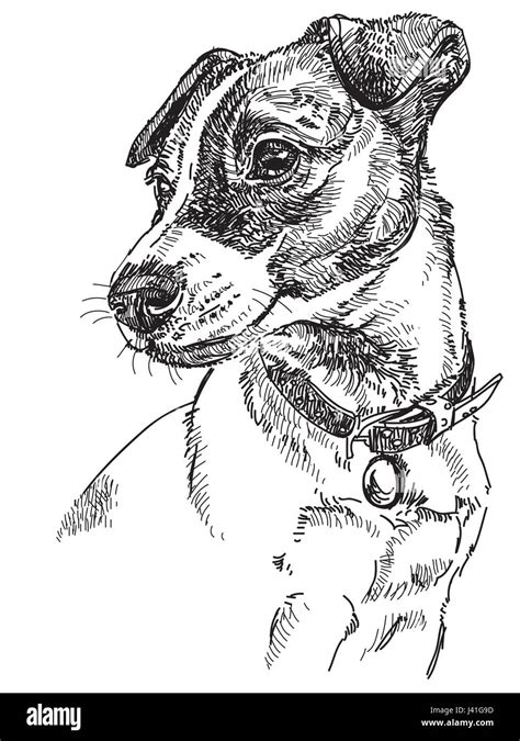 Vector Portrait Of Dog Jack Russel Terrier In Black Color Hand Drawing