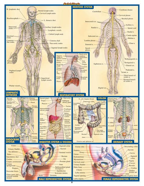 Solution Barcharts Quickstudy Anatomy Vol Compressed Studypool